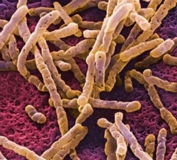 El botulismo: una enfermedad silenciosa peligrosa para los más pequeños