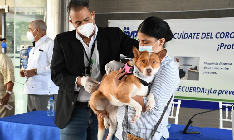 Jornada nacional de vacunación antirrábica será durante noviembre y espera aplicar un millón de dosis Jornada nacional de vacunación antirrábica será durante noviembre y espera aplicar un millón de dosis