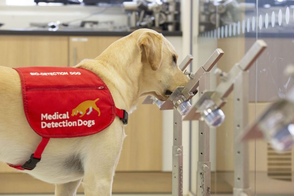 Británicos demostraron que los perros pueden detectar el COVID-19 con 94% de efectividad Británicos demostraron que los perros pueden detectar el COVID-19 con 94% de efectividad