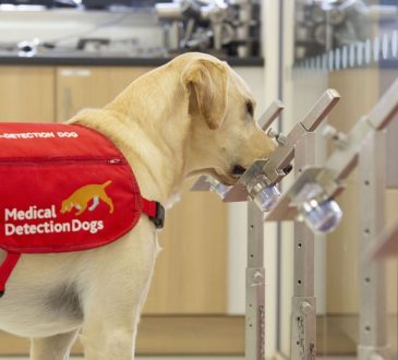 Británicos demostraron que los perros pueden detectar el COVID-19 con 94% de efectividad