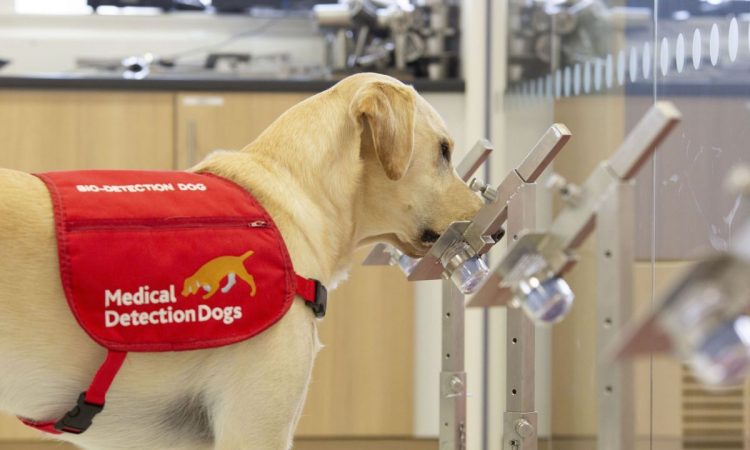 Británicos demostraron que los perros pueden detectar el COVID-19 con 94% de efectividad Británicos demostraron que los perros pueden detectar el COVID-19 con 94% de efectividad