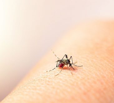 DIGEPI notificó 5 fallecidos y 406 nuevos contagios por dengue