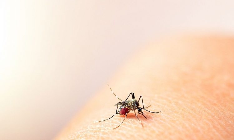 DIGEPI notificó 5 fallecidos y 406 nuevos contagios por dengue