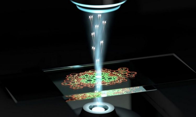 Investigadores alemanes y australianos crearon innovador microscopio que permite acceder a estructuras celulares sin destruirlas