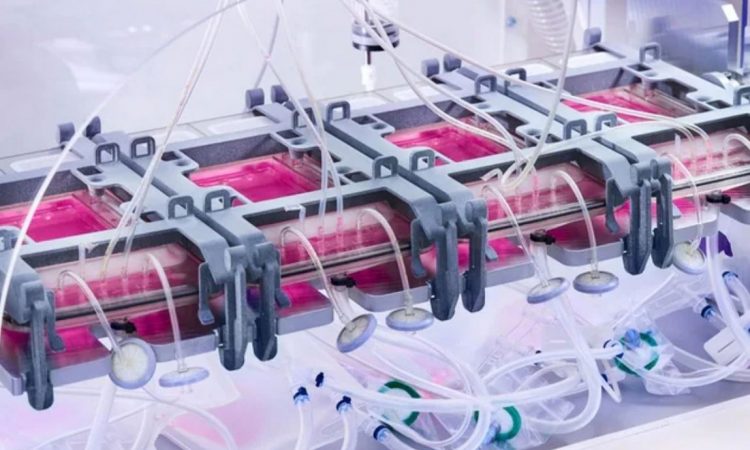 Cutiss desarrolló artefacto que crea piel, útil para pacientes con pérdidas del 70% de tejido