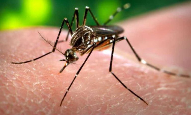 Casos de dengue en la región triplican los registrados en el primer trimestre de 2023