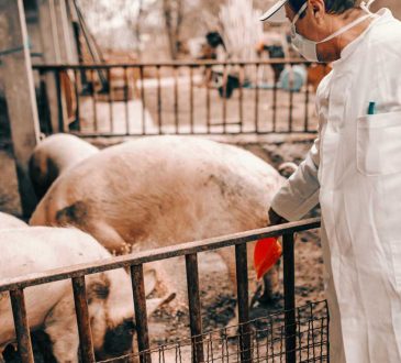 Estados Unidos alertó sobre peste porcina proveniente de cerdos criados en República Dominicana