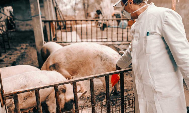 Estados Unidos alertó sobre peste porcina proveniente de cerdos criados en República Dominicana
