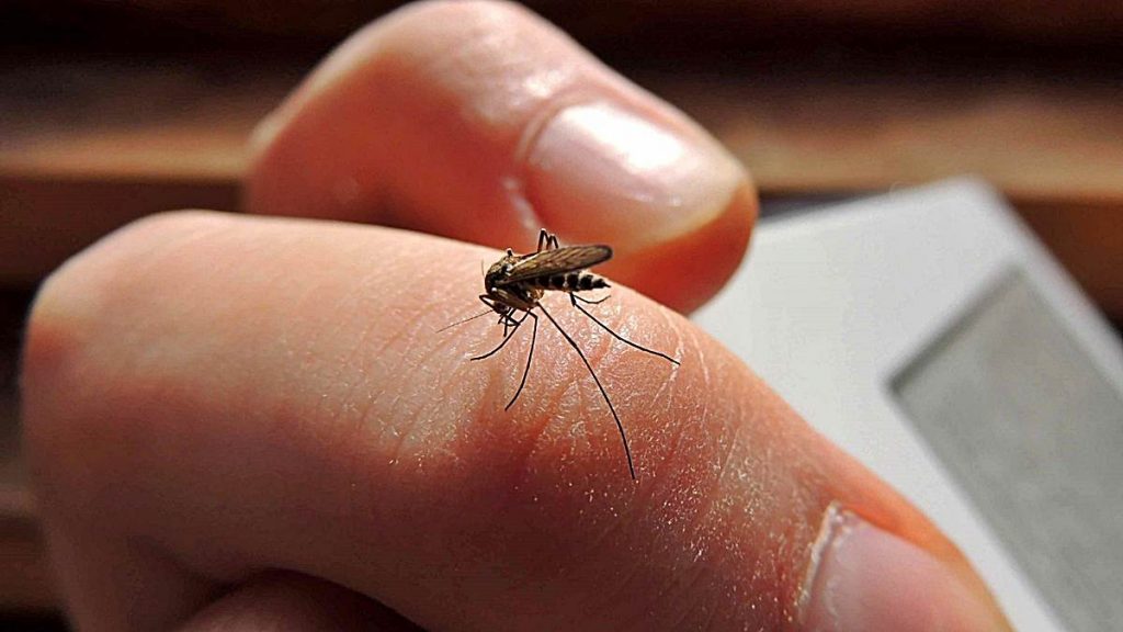 Autoridades alertaron aumento de casos de dengue con saldo de 10 fallecidos Autoridades alertaron aumento de casos de dengue con saldo de 10 fallecidos