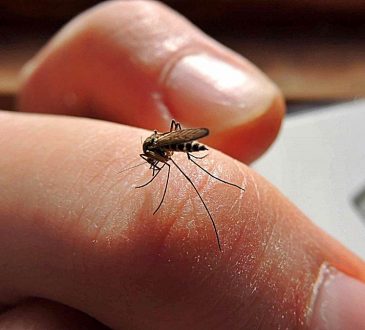 Salud Pública reporta 105 casos de dengue durante la última semana