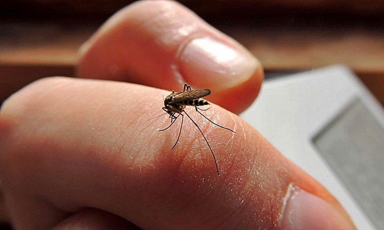 Salud Pública reporta 105 casos de dengue durante la última semana