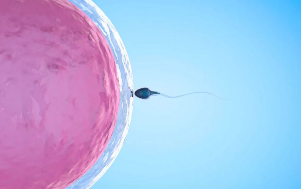 Investigadores hallaron método para inmovilizar espermatozoides y resultaron 99.9% efectivos como método anticonceptivo