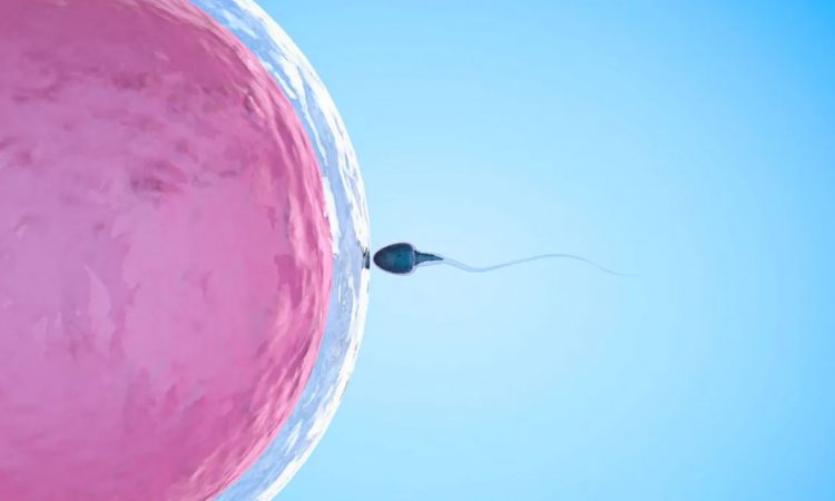 Investigadores hallaron método para inmovilizar espermatozoides y resultaron 99.9% efectivos como método anticonceptivo Investigadores hallaron método para inmovilizar espermatozoides y resultaron 99.9% efectivos como método anticonceptivo