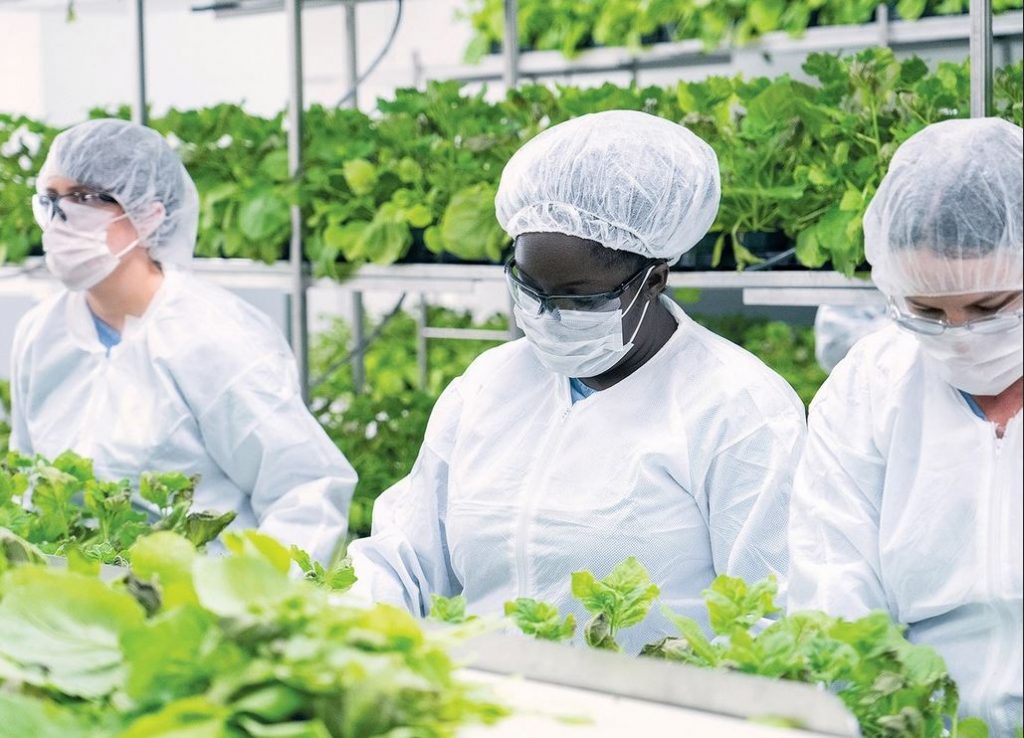 Argentina elabora la tercera fase de la “vacuna vegetal” contra COVID-19