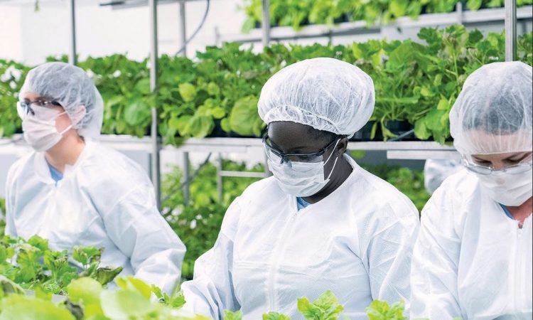 Argentina elabora la tercera fase de la “vacuna vegetal” contra COVID-19 Argentina elabora la tercera fase de la “vacuna vegetal” contra COVID-19
