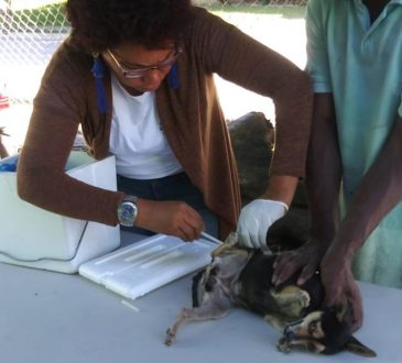 MSP y CECOVEZ trabajan para erradicar la rabia en humanos mediante vacunación de mascotas
