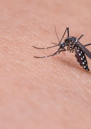 MAPFRE exhorta a la ciudadanía a reforzar prevención del dengue