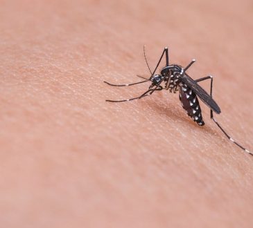 Dengue cobró vida de una menor el fin de semana en Puerto Plata