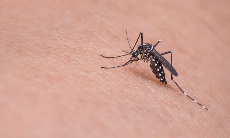 Dengue cobró vida de una menor el fin de semana en Puerto Plata