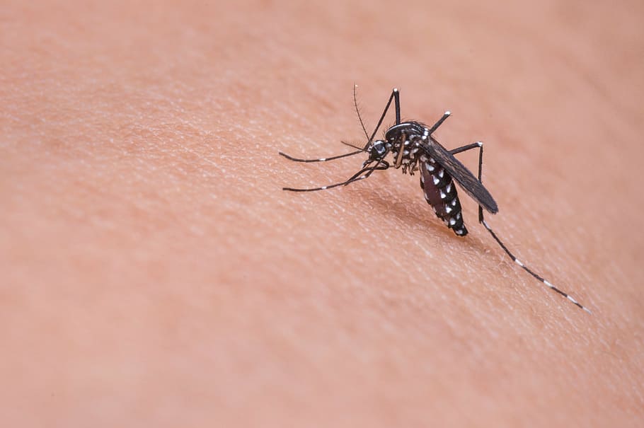 MAPFRE exhorta a la ciudadanía a reforzar prevención del dengue MAPFRE exhorta a la ciudadanía a reforzar prevención del dengue