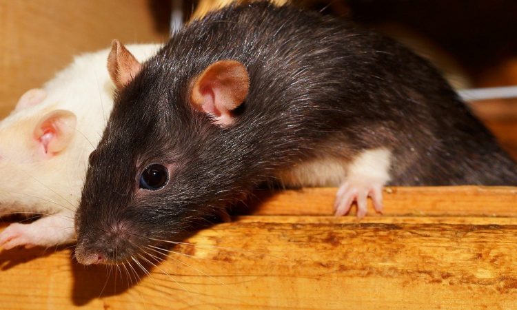 Leptospirosis, la enfermedad que amenaza a Nueva York
