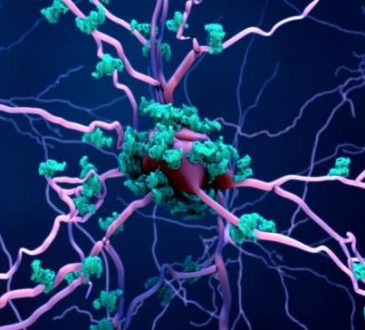 Descubren proteína inmunitaria contra Alzheimer