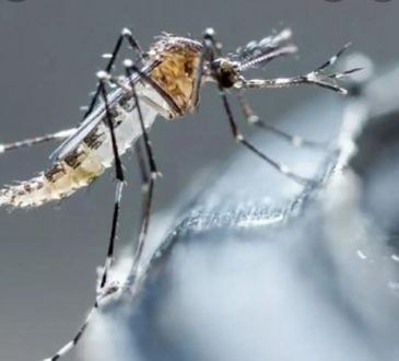 Dos hospitales de la capital concentran ingresos de casos de dengue