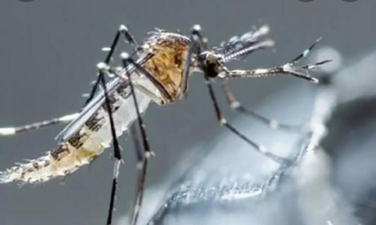 Dos hospitales de la capital concentran ingresos de casos de dengue