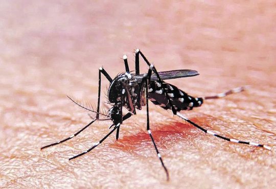 Casos de dengue