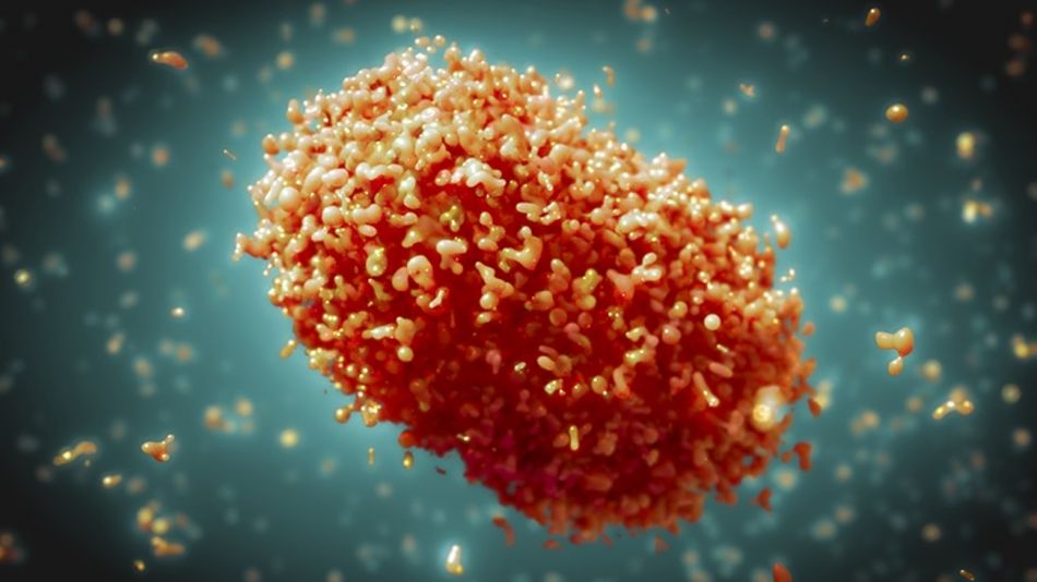 Sociedad de Dermatología alerta cuidados básicos ante posible llegada de la viruela del mono al país Sociedad de Dermatología alerta cuidados básicos ante posible llegada de la viruela del mono al país