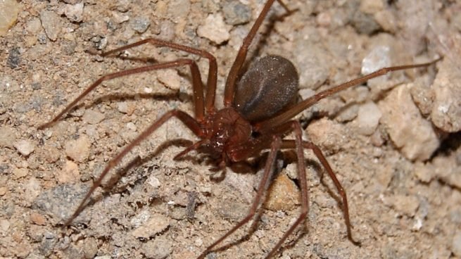 Autoridades investigarán casos por picadura de araña marrón en Mao