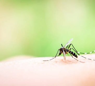 medidas para prevenir dengue