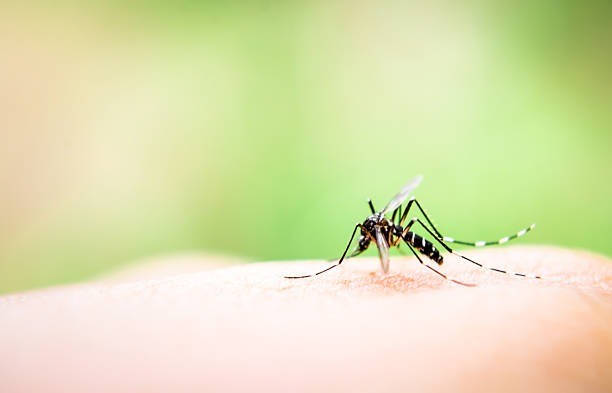 medidas para prevenir dengue