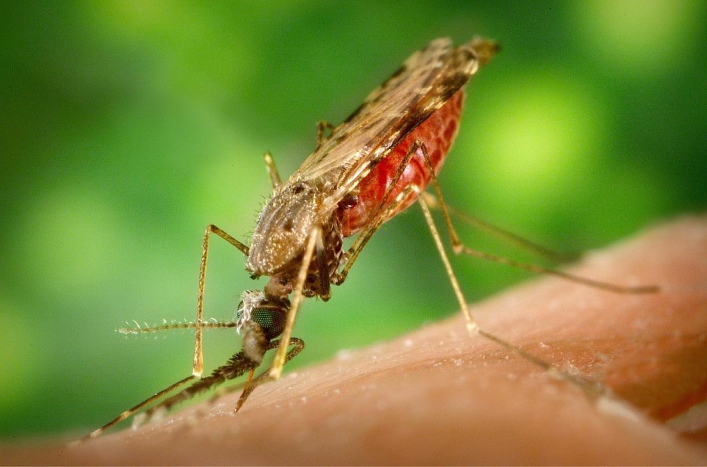 OMS precalifica la segunda vacuna contra la malaria, un hito para la salud pública OMS reconoce avances del Sistema de Salud Pública dominicano para erradicar la malaria