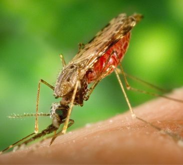 OMS reconoce avances del Sistema de Salud Pública dominicano para erradicar la malaria