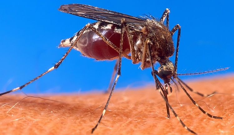 Solo 2 casos de dengue reportados en la semana epidemiológica 38 de 2024