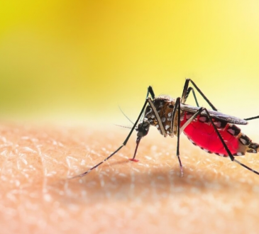 Boletín Epidemiológico Nacional: descenso en dengue y aumento de casos de malaria en la semana 50