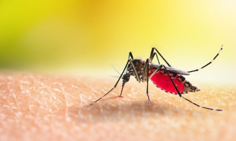 Boletín Epidemiológico Nacional: descenso en dengue y aumento de casos de malaria en la semana 50
