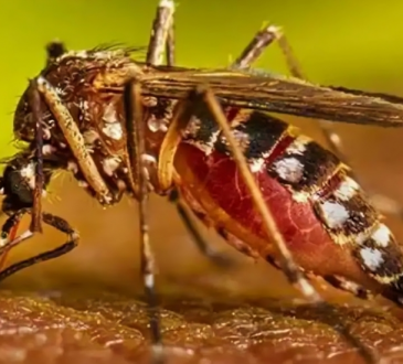 República Dominicana descarta brotes de fiebre amarilla por falta de condiciones epidemiológicas