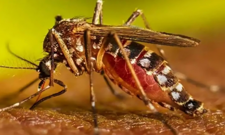 República Dominicana descarta brotes de fiebre amarilla por falta de condiciones epidemiológicas
