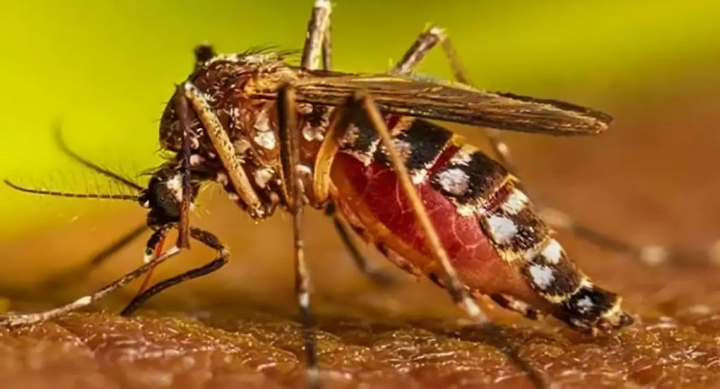 República Dominicana descarta brotes de fiebre amarilla por falta de condiciones epidemiológicas