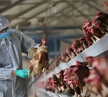 FAO emite nuevas recomendaciones ante reaparición de la influenza aviar en América Latina y el Caribe