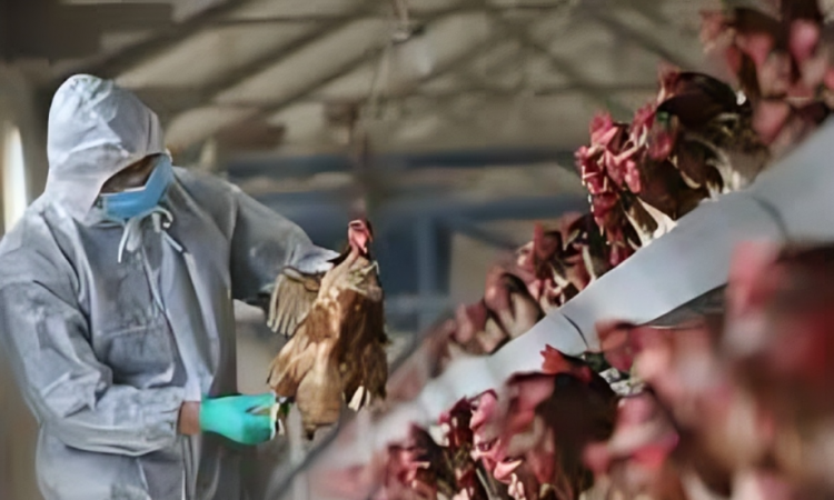 FAO emite nuevas recomendaciones ante reaparición de la influenza aviar en América Latina y el Caribe