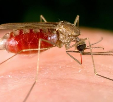 Salud Pública notifica aumento de casos de malaria y dengue en su boletín epidemiológico número 15