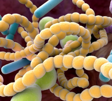 Cleveland Clinic identifica vínculo entre microbios intestinales y mayor riesgo de aneurismas aórticos abdominales