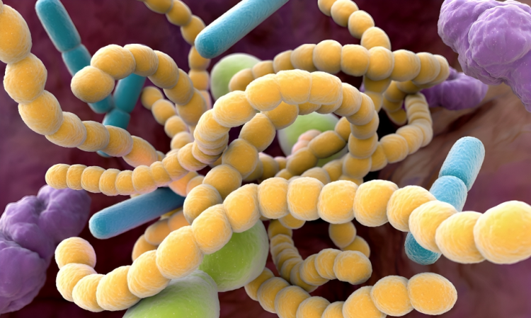 Cleveland Clinic identifica vínculo entre microbios intestinales y mayor riesgo de aneurismas aórticos abdominales