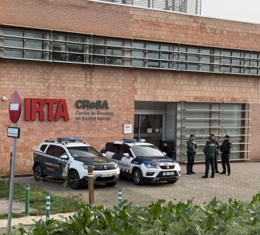 Investigación judicial en España: policías registran laboratorio vinculado a foco de peste porcina africana en jabalíes