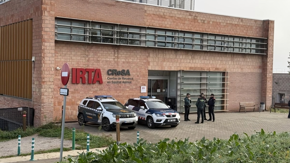 Investigación judicial en España: policías registran laboratorio vinculado a foco de peste porcina africana en jabalíes Investigación judicial en España: policías registran laboratorio vinculado a foco de peste porcina africana en jabalíes