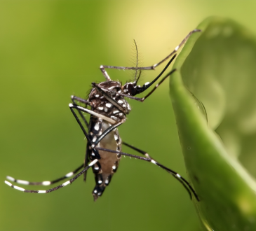 Estudio global alerta: Enfermedades "silenciosas" como malaria y dengue crecerán con fuerza por el clima y la desigualdad