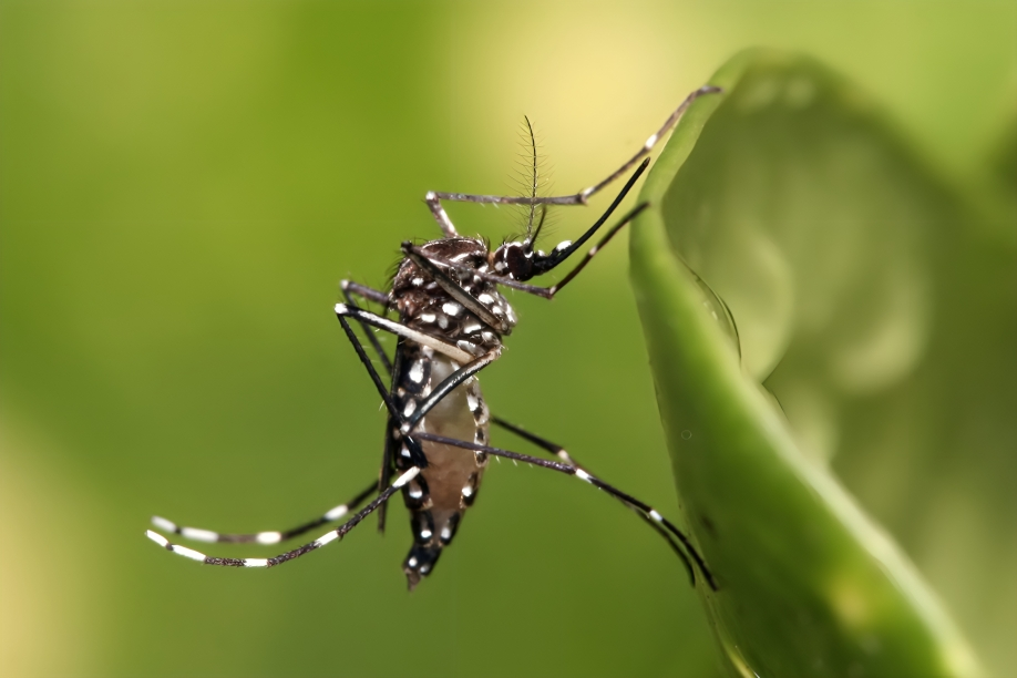Estudio global alerta: Enfermedades "silenciosas" como malaria y dengue crecerán con fuerza por el clima y la desigualdad
